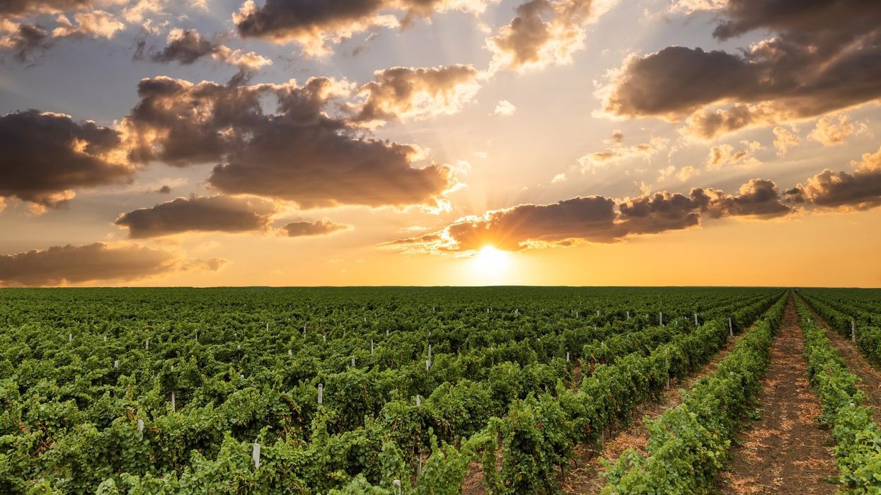Featured image for “Poetry, Democracy, and the Vineyard of Renewal”
